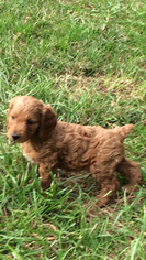 Brittnepoo Puppy for sale in CASEY CREEK, KY, USA