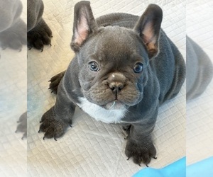 French Bulldog Puppy for sale in MENIFEE, CA, USA