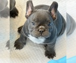 Small Photo #1 French Bulldog Puppy For Sale in MENIFEE, CA, USA