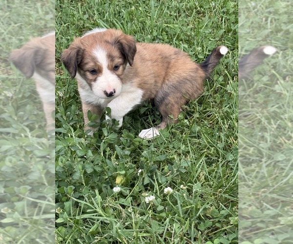 Medium Photo #9 Border Collie Puppy For Sale in BERRIEN SPRINGS, MI, USA