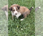 Small #8 Border Collie