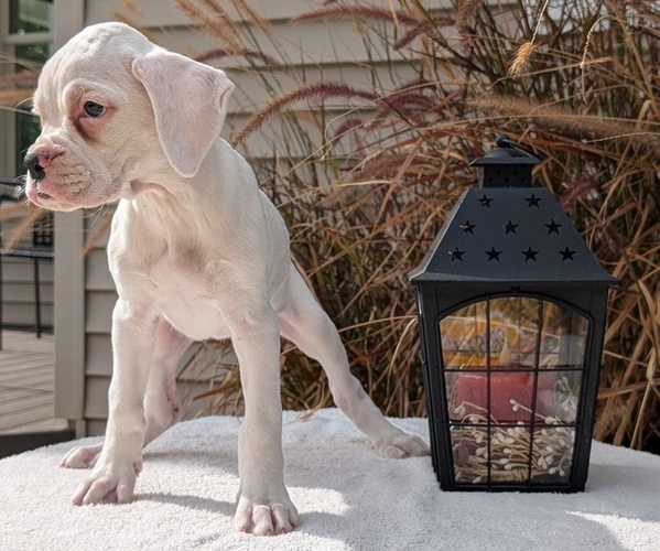 Medium Photo #6 Boxer Puppy For Sale in GOSHEN, IN, USA