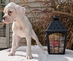 Small #5 Boxer