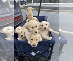 Small #4 Golden Retriever