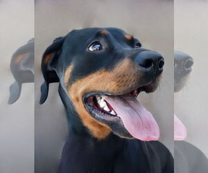 Medium Doberman Pinscher Mix