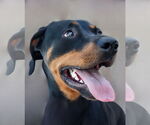 Small Doberman Pinscher Mix