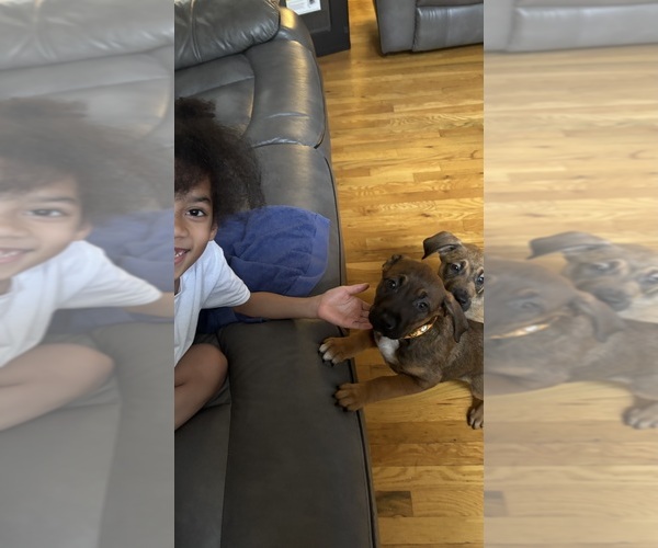 Medium Photo #3 America Bandogge Mastiff Puppy For Sale in SNELLVILLE, GA, USA