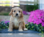 Puppy Nelson Cavachon