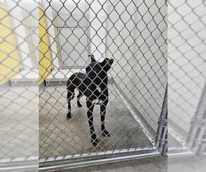 Labrador Retriever-Unknown Mix Dogs for adoption in Temple, TX, USA