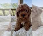 Small Photo #21 Goldendoodle mix (+ Poodle Miniature) Puppy For Sale in RANDOLPH, WI, USA