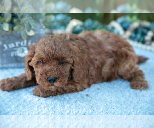 Medium Photo #2 Poodle (Miniature) Puppy For Sale in KIRKWOOD, PA, USA