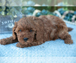 Small Photo #6 Poodle (Miniature) Puppy For Sale in KIRKWOOD, PA, USA