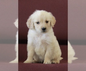 Golden Retriever Puppy for sale in FREDERICKSBURG, OH, USA