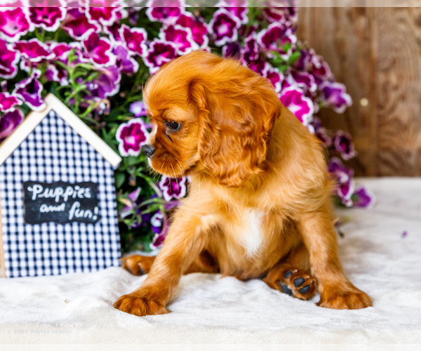 Medium Photo #30 Cavalier King Charles Spaniel Puppy For Sale in WAKARUSA, IN, USA