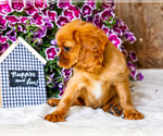 Small #3 Cavalier King Charles Spaniel