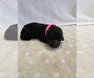 Goldendoodle Puppy for sale in WILLIAMSTOWN, KY, USA