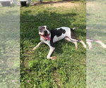 Small #3 American Staffordshire Terrier