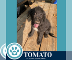 Small #1 Mutt