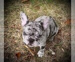 Small Photo #2 French Bulldog Puppy For Sale in WEST CHESTER, OH, USA