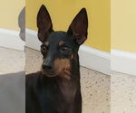 Small #1 Mutt