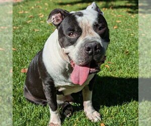 Mutt Dogs for adoption in Las Vegas, NV, USA