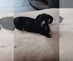 Small Dachshund