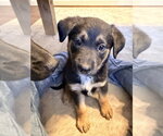 Small #2 German Shepherd Dog Mix