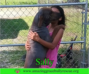 Sally 2 - Female Redbone Coonhound Dog for Adoption - Photo #4
