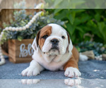 Small #2 Beabull