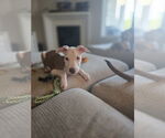 Small #4 Labrador Retriever Mix