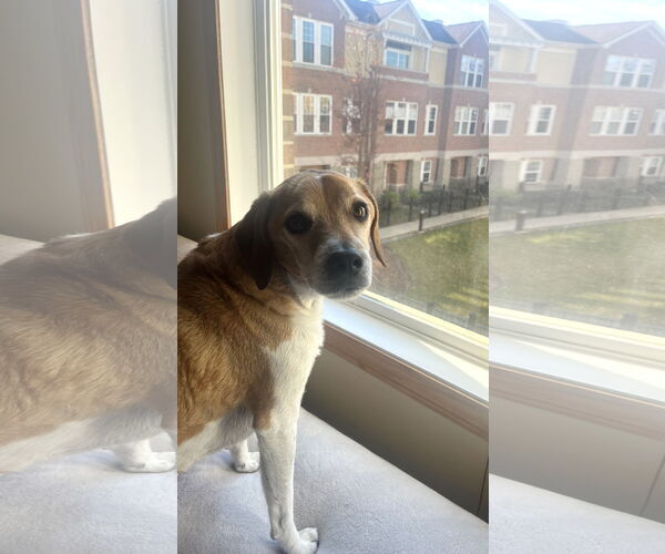 Medium Photo #3 Pug Puppy For Sale in Wheaton, IL, USA