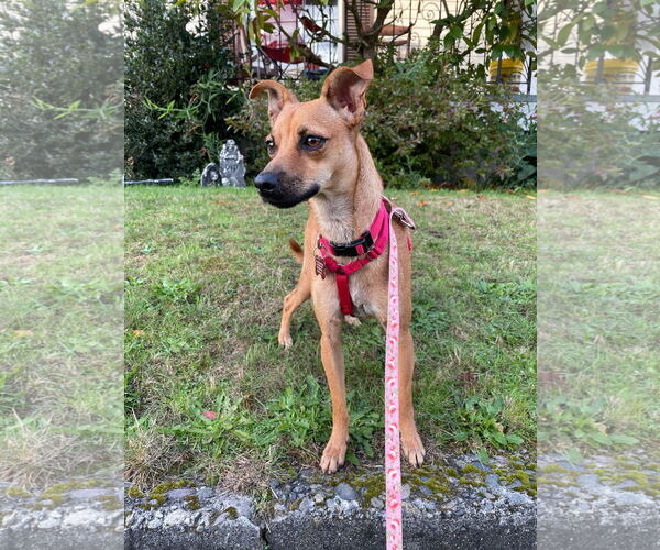 Medium Photo #1 Mutt Puppy For Sale in Bellevue, WA, USA