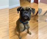 Small Photo #1 Boxer Puppy For Sale in LAURENS, SC, USA