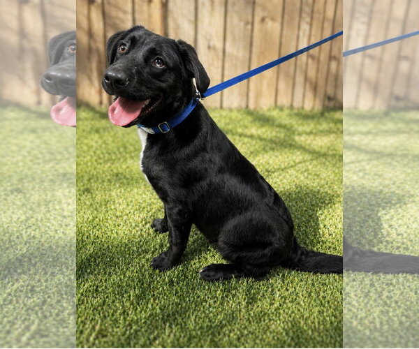 Medium Photo #2 Mutt Puppy For Sale in Euless, TX, USA
