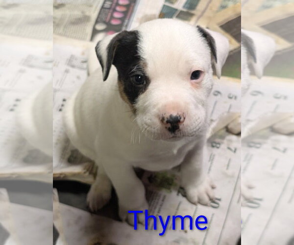 Medium Photo #5 Mutt Puppy For Sale in Des Moines, IA, USA