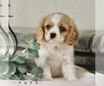 Small #4 Cavachon