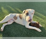 Small Photo #1 Bull Terrier Puppy For Sale in Corona, CA, USA