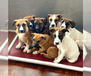 Mutt Dogs for adoption in Unionville, PA, USA