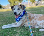 Small #1 Catahoula Leopard Dog