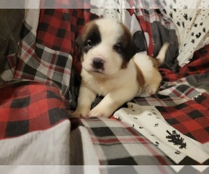 Saint Bernard Puppy for sale in IRVING, NY, USA
