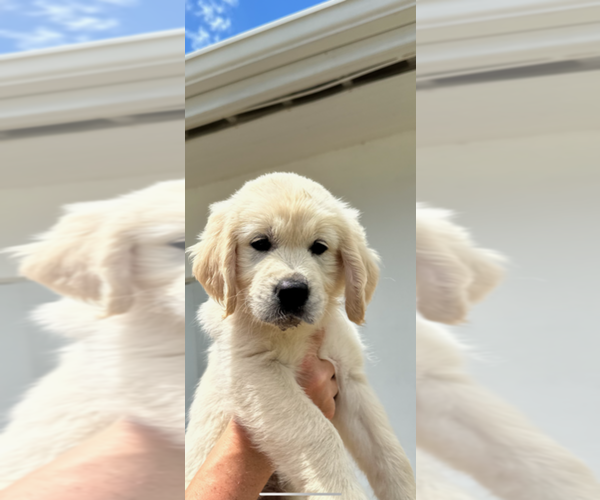 Medium Photo #9 English Cream Golden Retriever Puppy For Sale in PORT SAINT LUCIE, FL, USA