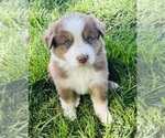 Puppy Nugget Australian Shepherd