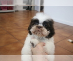 Small #1 Shih Tzu