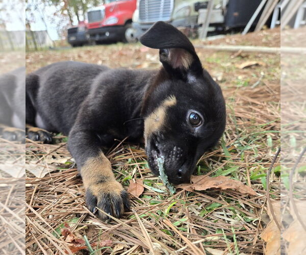 Medium Photo #3 Chihuahua-Labrador Retriever Mix Puppy For Sale in McDonough, GA, USA