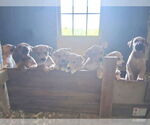 Small #3 Doberman Pinscher-Labrador Retriever Mix