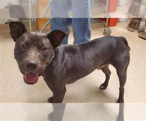 Mutt Dogs for adoption in Bakersfield, CA, USA