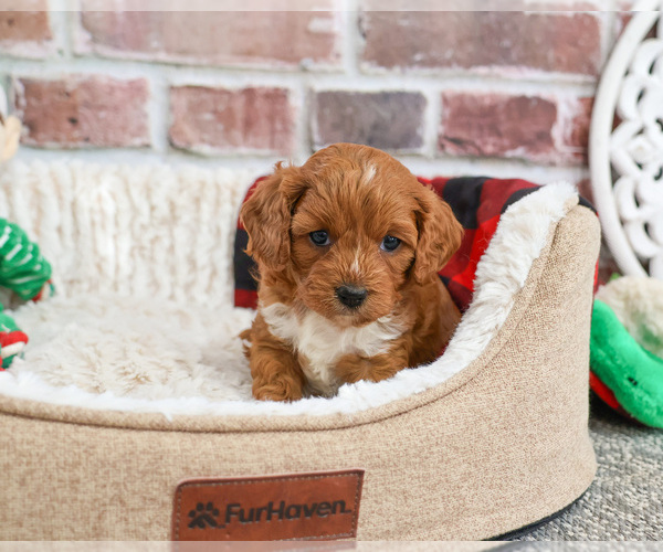 Medium Photo #5 Cavapoo (Miniature) Puppy For Sale in SYRACUSE, IN, USA