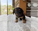 Small #1 Dachshund Mix