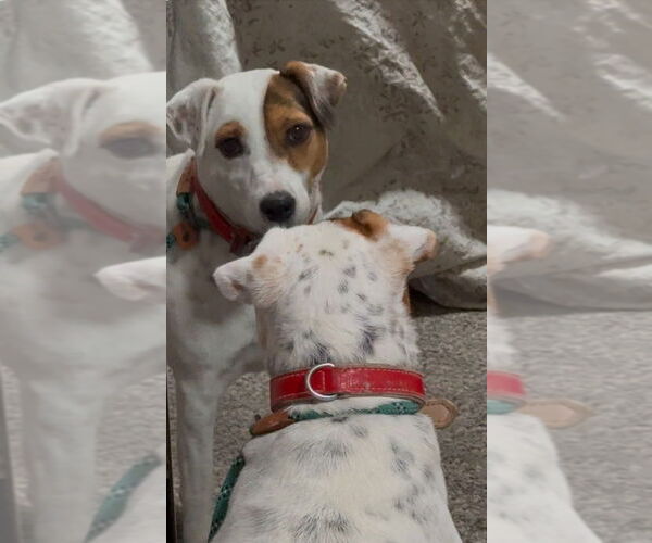 Medium Photo #2 Jack Russell Terrier-Unknown Mix Puppy For Sale in Salt Lake City, UT, USA