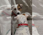 Small #1 Jack Russell Terrier Mix